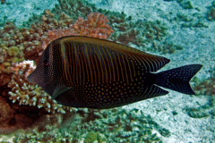 Surgeonfish - Desjardini Sailfin Tang - Zebrasoma desjardinii