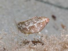 Wrasse - Sideburn Wrasse - Pteragogus pelycus