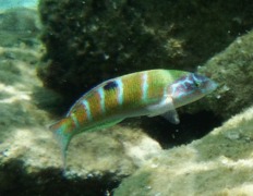 Wrasse - Turkish Wrasse - Thalassoma pavo