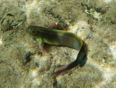 Blennies - Redlip Blenny - Ophioblennius atlanticus