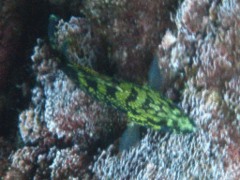 Groupers - Dusky Grouper - Epinephelus marginatus