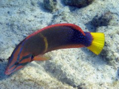 Wrasse - Yellowtail Coris - Coris gaimardi