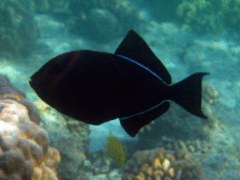 Triggerfish - Black Durgon - Melichthys niger