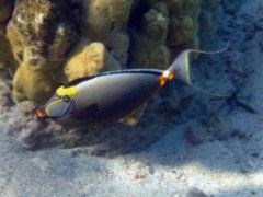 Surgeonfish - Orangespine Surgeonfish - Naso lituratus