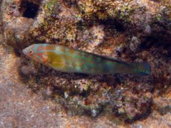 Wrasse - Christmas Wrasse - Halichoeres ornatissumus