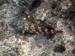 Hawkfish - Stocky Hawkfish - Cirrhitus pinnulatus