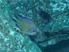 Damselfish - Atlantic Damselfish - Chromis limbata