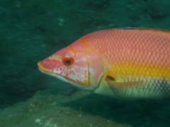 Labridae - Barred hogfish - Bodianus scrofa