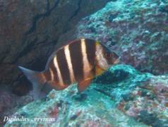 Breams - Zebra Bream - Diplodus cervinus