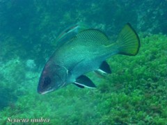 Sciaenidae - Brown meagre - Sciaena umbra