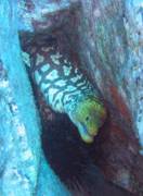 Moray - Fangtooth moray - Enchelycore anatina