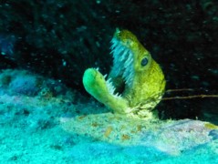 Moray - Fangtooth moray - Enchelycore anatina