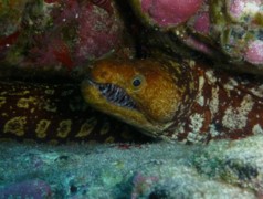 Moray - Fangtooth moray - Enchelycore anatina