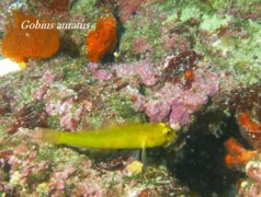 Gobies - Golden Goby - Gobius auratus