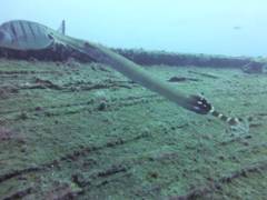 Trumpetfish - Atlantic cornetfish - Aulostomus strigosus