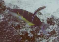 Wrasse - Jansen's Wrasse - Thalassoma janseni