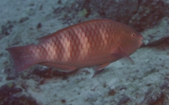 Parrotfish - Indian Parrotfish - Chlorurus capistratoides