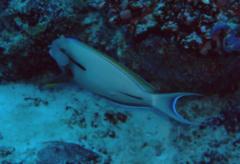 Surgeonfish - Eye-line Surgeonfish - Acanthurus nigricauda