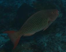 Parrotfish - Ember Parrotfish - Scarus rubroviolaceus