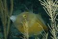 Filefish - Whitespotted Filefish - Cantherhines macrocerus