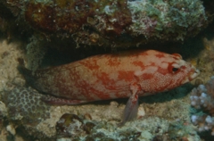 Groupers - Leopard Rock Cod - Cephalopholis leoparda