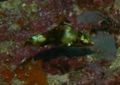 Wrasse - Nebulous Wrasse - Halichoeres nebulosus