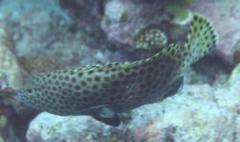 Groupers - Snubnose Grouper - Epinephelus macrospilos