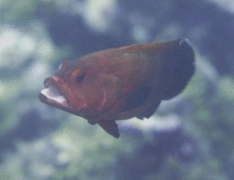 Groupers - Tomato Hind - Cephalopholis sonnerati