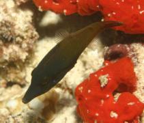 Filefish - Blackbar Filefish - Pervagor janthinosoma