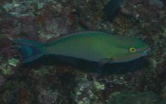 Parrotfish - Tricolour Parrotfish - Scarus tricolor