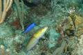 Wrasse - Yellowhead Wrasse - Halichoeres garnoti