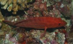 Groupers - Strawberry Hind - Cephalopholis spiloparaea