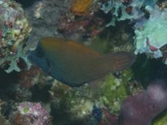 Filefish - Blackbar Filefish - Pervagor janthinosoma