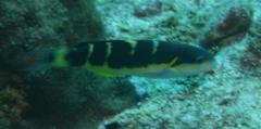 Wrasse - Jansen's Wrasse - Thalassoma janseni