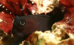 Blennies - Bicolor Combtooth Blenny - Ecsenius bicolor