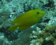 Surgeonfish - Indian Gold-ring Bristletooth - Ctenochaetus truncatus