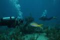 Snappers - Yellowtail Snapper - Ocyurus chrysurus