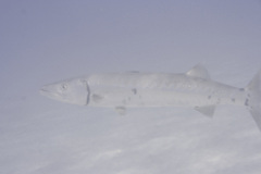 Barracuda - Great Barracuda - Sphyraena barracuda