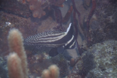 Drums - Spotted Drum - Equetus punctatus