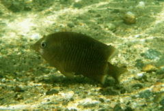 Damselfish - Dusky Damselfish - Stegastes adustus