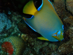 Angelfish - Queen Angelfish - Holacanthus ciliaris