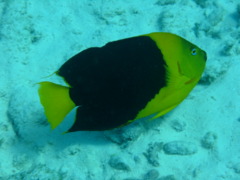 Angelfish - Rock Beauty - Holacanthus tricolor