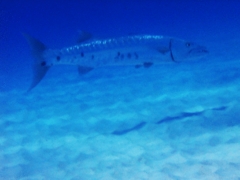 Barracuda - Great Barracuda - Sphyraena barracuda