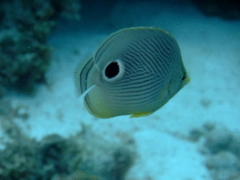 Butterflyfish - Foureye Butterflyfish - Chaetodon capistratus