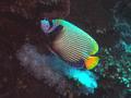 Angelfish - Emperor Angelfish - Pomacanthus imperator