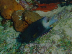 Damselfish - Bicolor Damselfish - Stegastes partitus