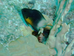 Damselfish - Bicolor Damselfish - Stegastes partitus