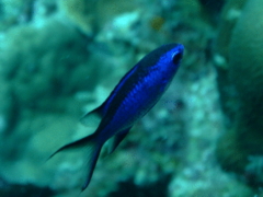 Damselfish - Blue Chromis - Chromis cyanea