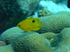 Damselfish - Threespot Damselfish - Stegastes planifrons