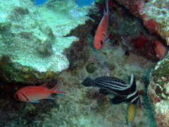 Drums - Spotted Drum - Equetus punctatus